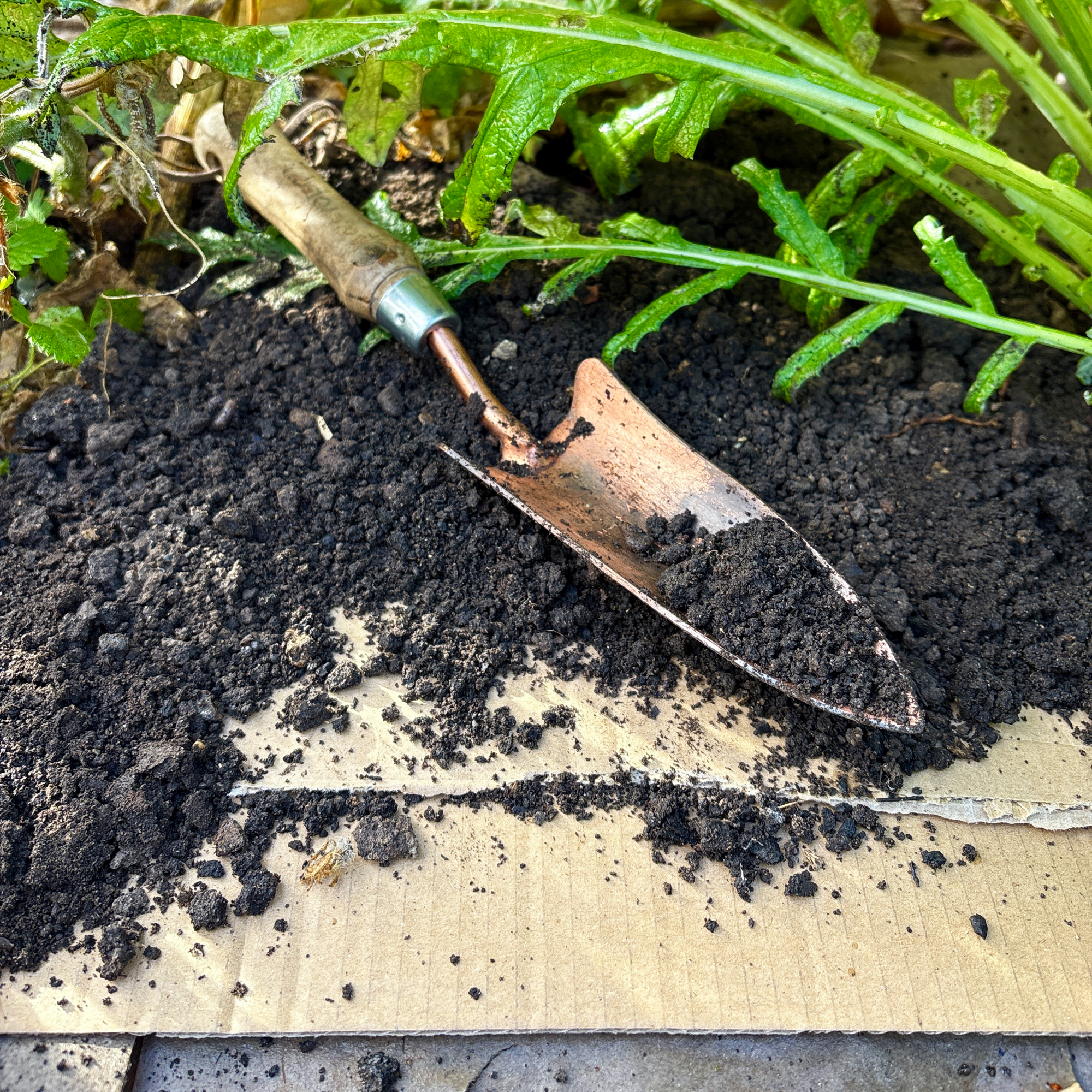 cardboard mulch used to suppress weeds in a vegetable bed, with compost and a copper trowel