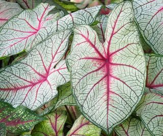 white, green and pink caladium leaves