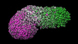 cluster of magenta and green labeled cells arranged as they would be in an early-stage embryo
