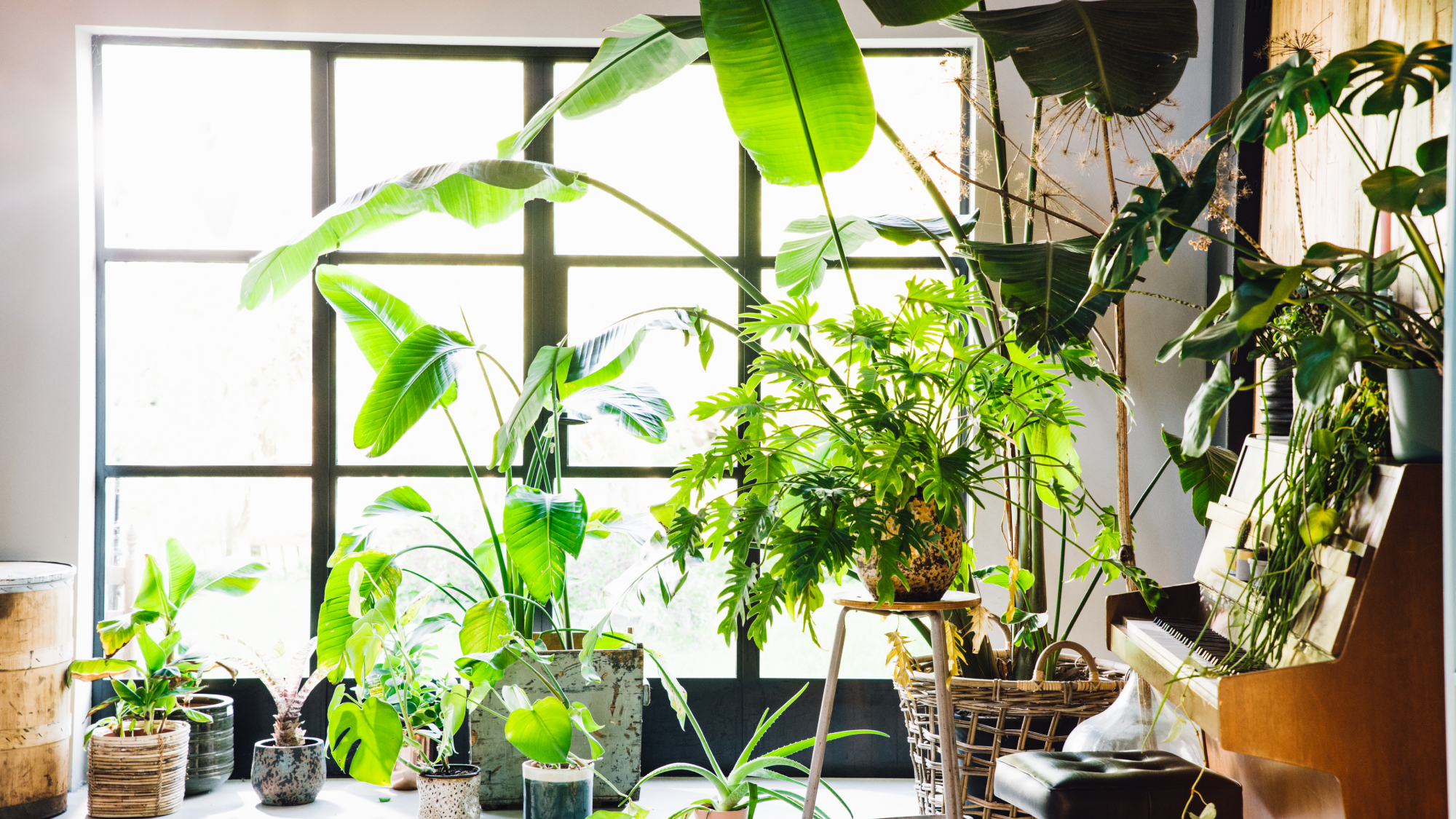 house full of large houseplants