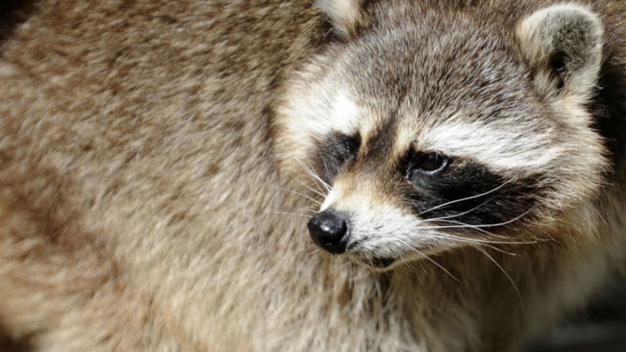 raccoon