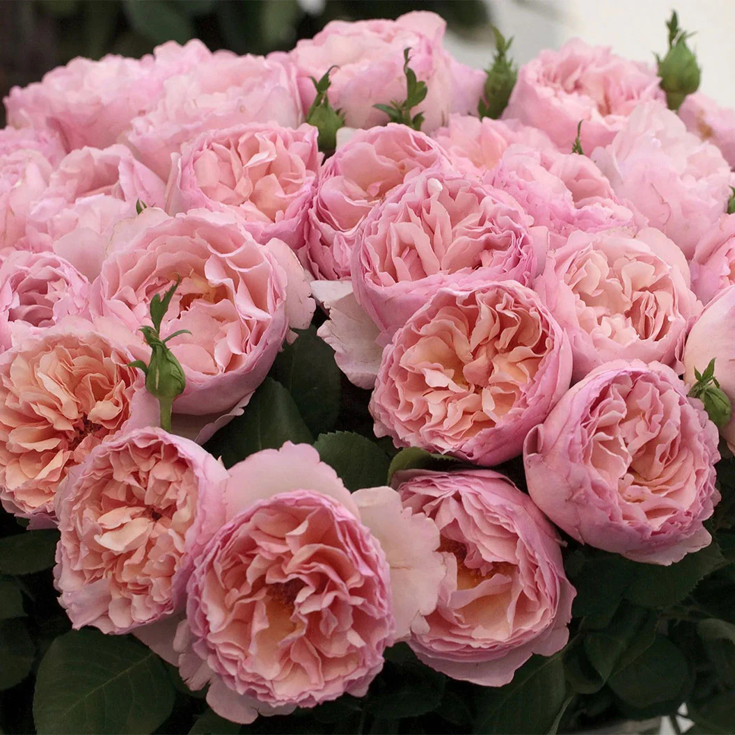 Pink roses