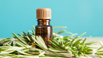rosemary oil on a wooden table with a blue background