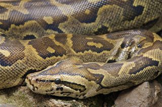 Facebook debate sparked after man seen taking pet snakes to