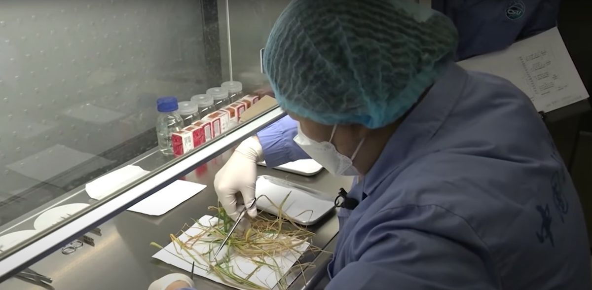 Space-grown plants brought home by China's Shenzhou 14 mission undergo analysis (video)