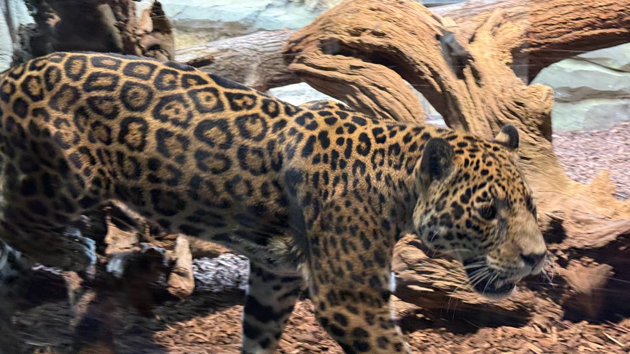 A selection of photos of animals taken at Berlin Zoo on the iPhone 16 Pro Max and Samsung Galaxy S25 Ultra