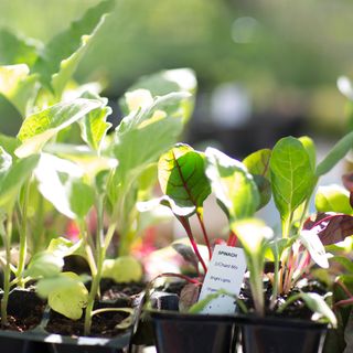 Spinach and chard growing in pots