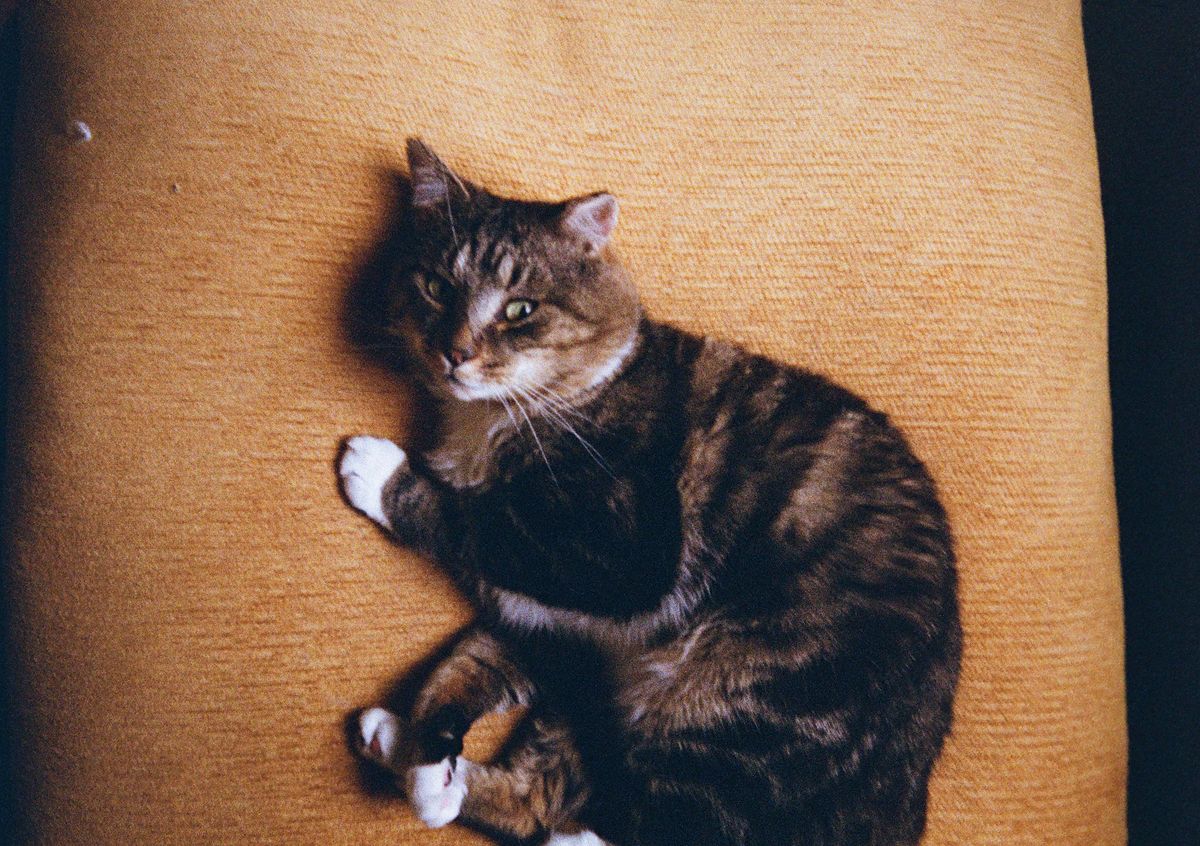 Kodak Ektar H35 sample image shot on Kodak Ultramax 400 film