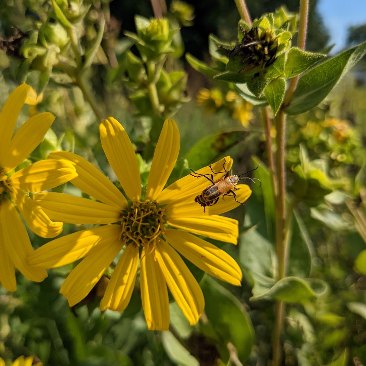 Pixel 5a camera samples