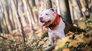 Pit Bull outside in forest