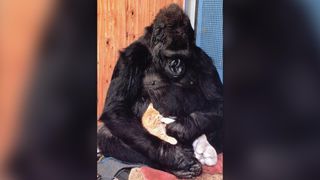 Koko the gorilla with her new tiger-striped Manx cat.