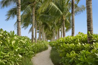 path amongst green shrubs and palm trees