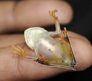 Another view of the cowboy frog, showing its white fringes and heel spurs.