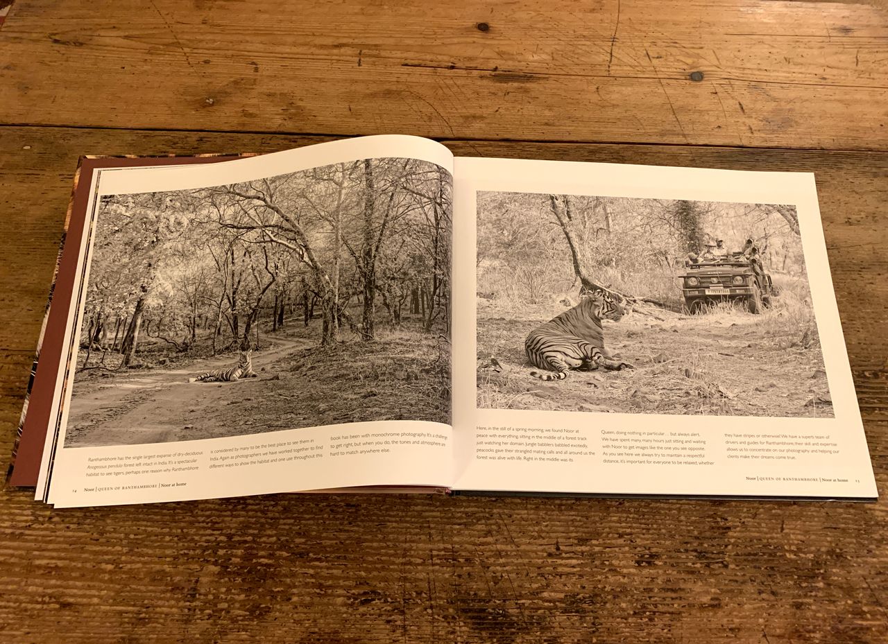 Photograph of pages 14-15 of Noor Queen of Ranthambhore by Andy Rouse