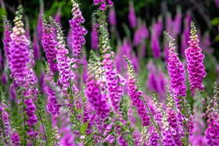 foxgloves