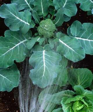 watering maturing calabrese plants
