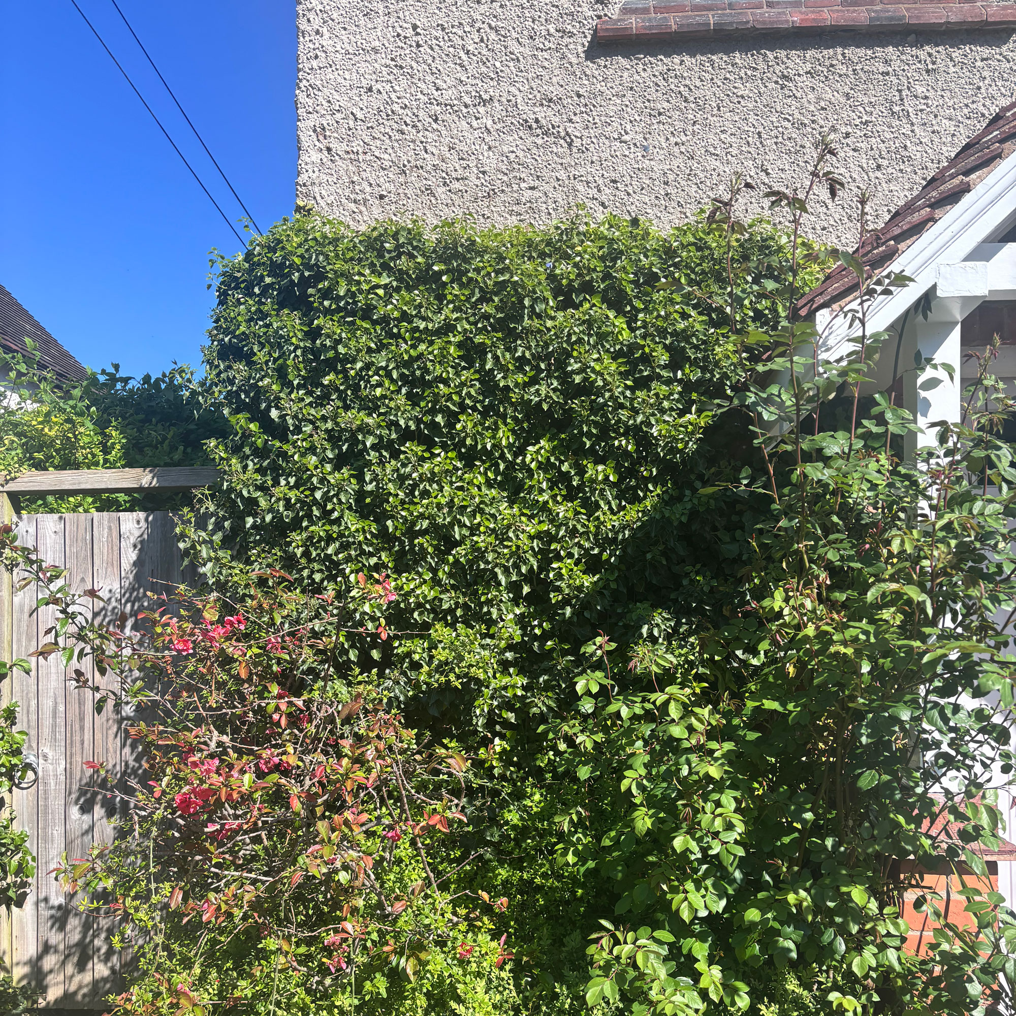 ivy growing up the side of house