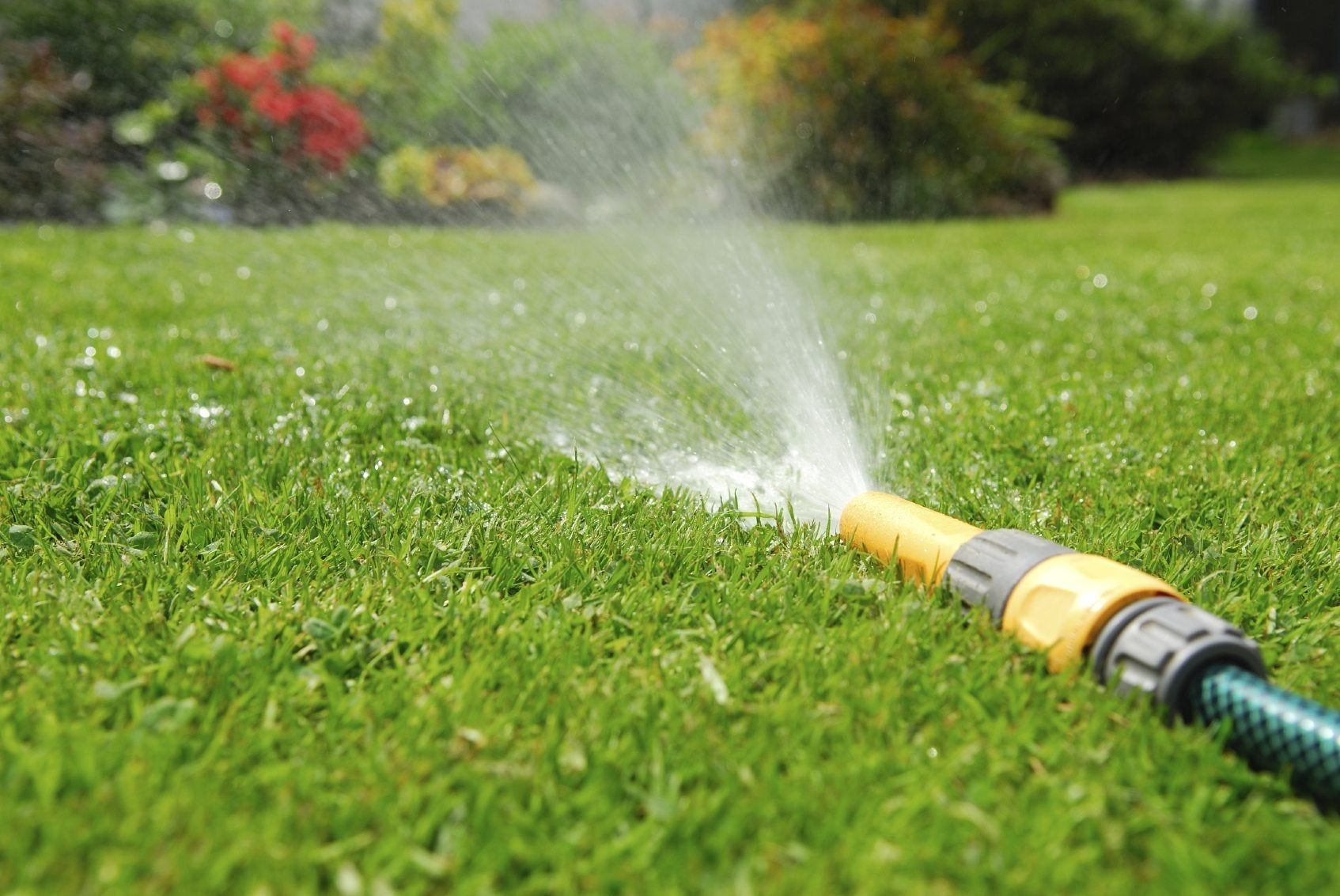 Watering Lawn Care Tips Learn When And How To Water A Lawn