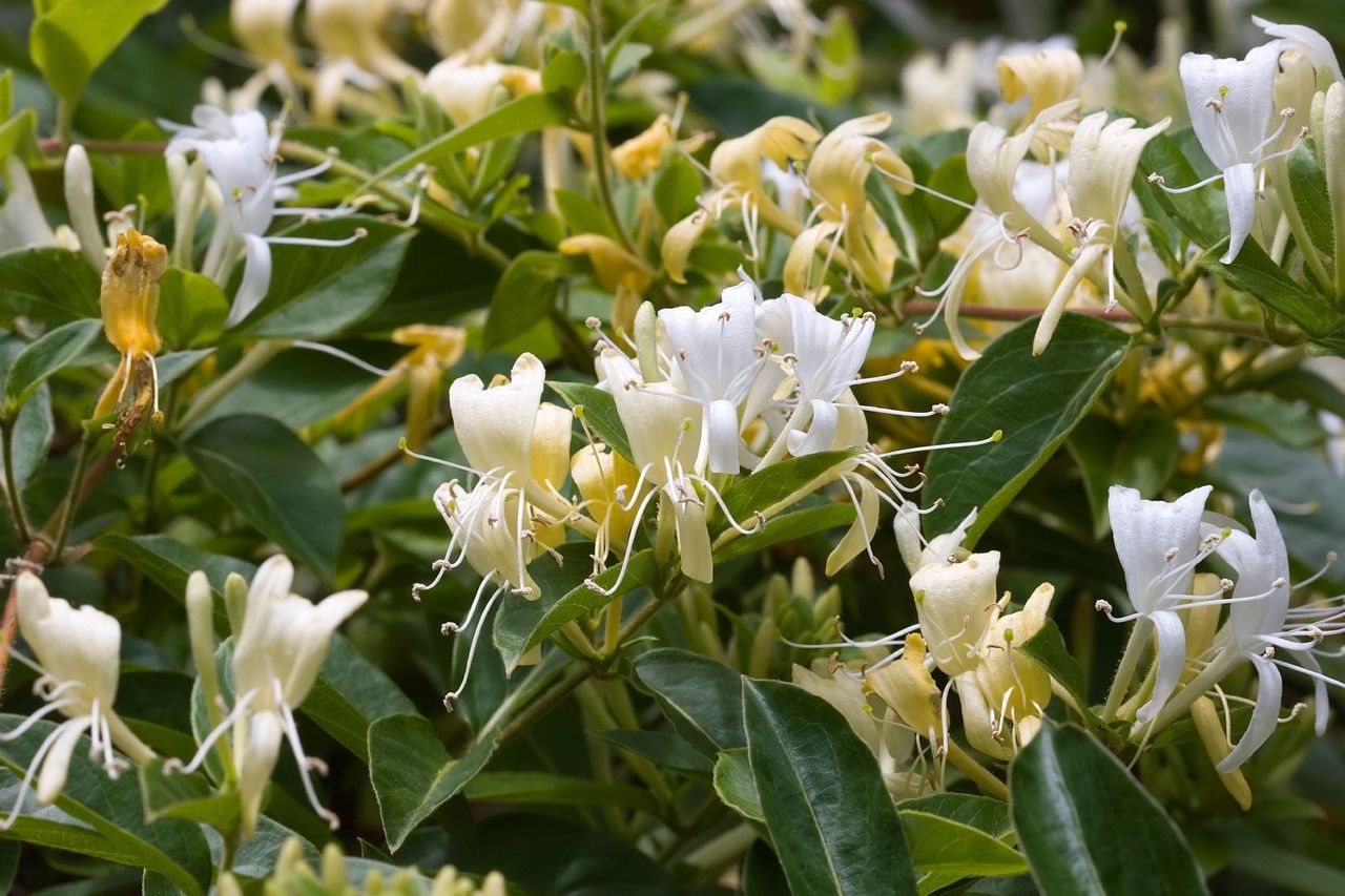 White Japanese Honeysuckle Weed