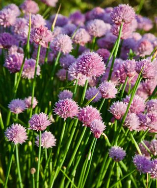 chives with pink flowers growing in a herb garden in summer