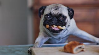 Pug stealing pastry off table