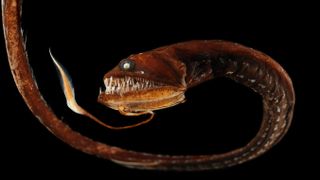 A dragonfish glows reddish-brown against black water. A flame-shaped lure dangles from its chin.