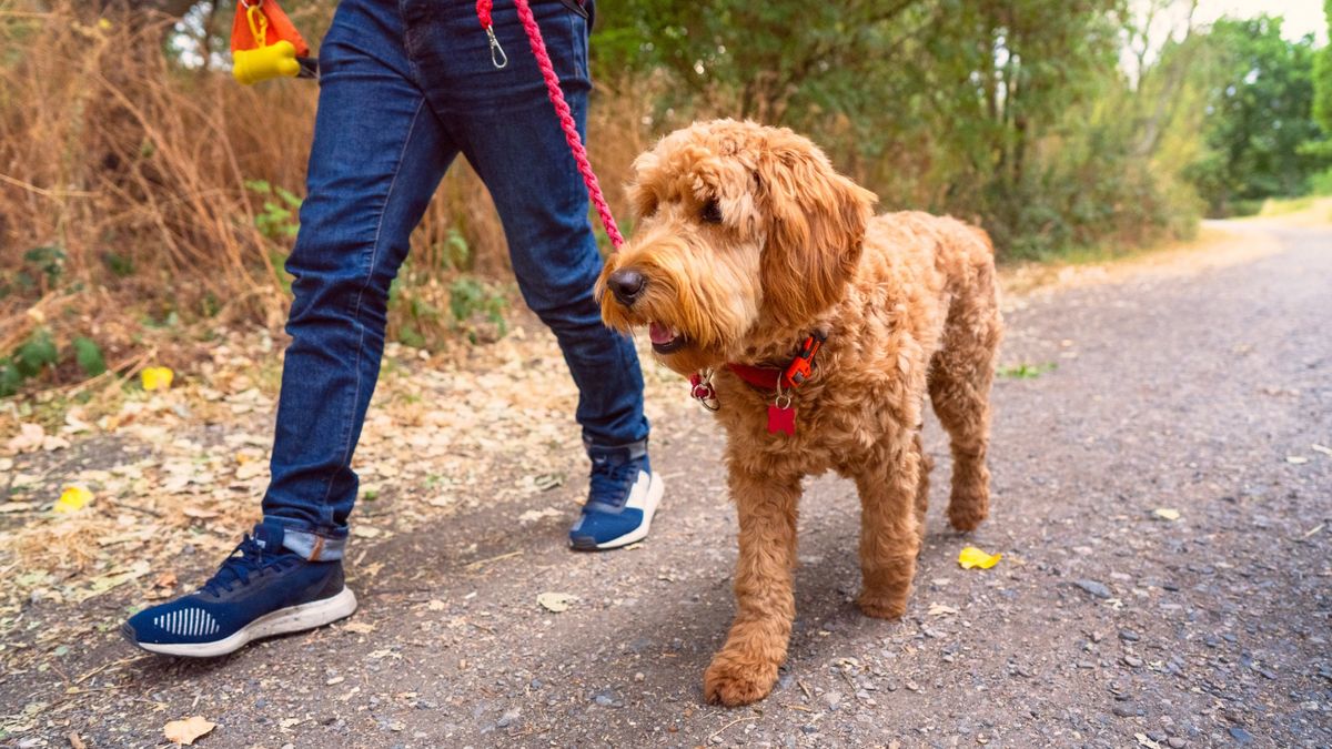 A young golden doodle walking to heel in a park