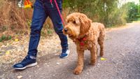 A young golden doodle walking to heel in a park
