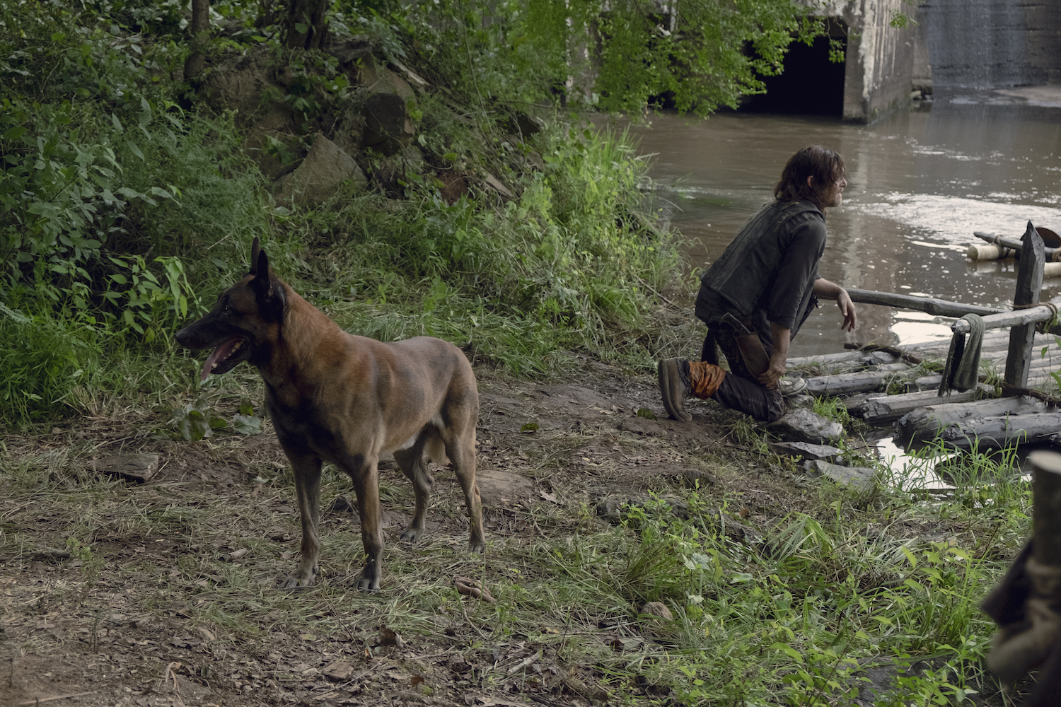 Let&#39;s hope Daryl&#39;s new dog doesn&#39;t turn into a zombie.