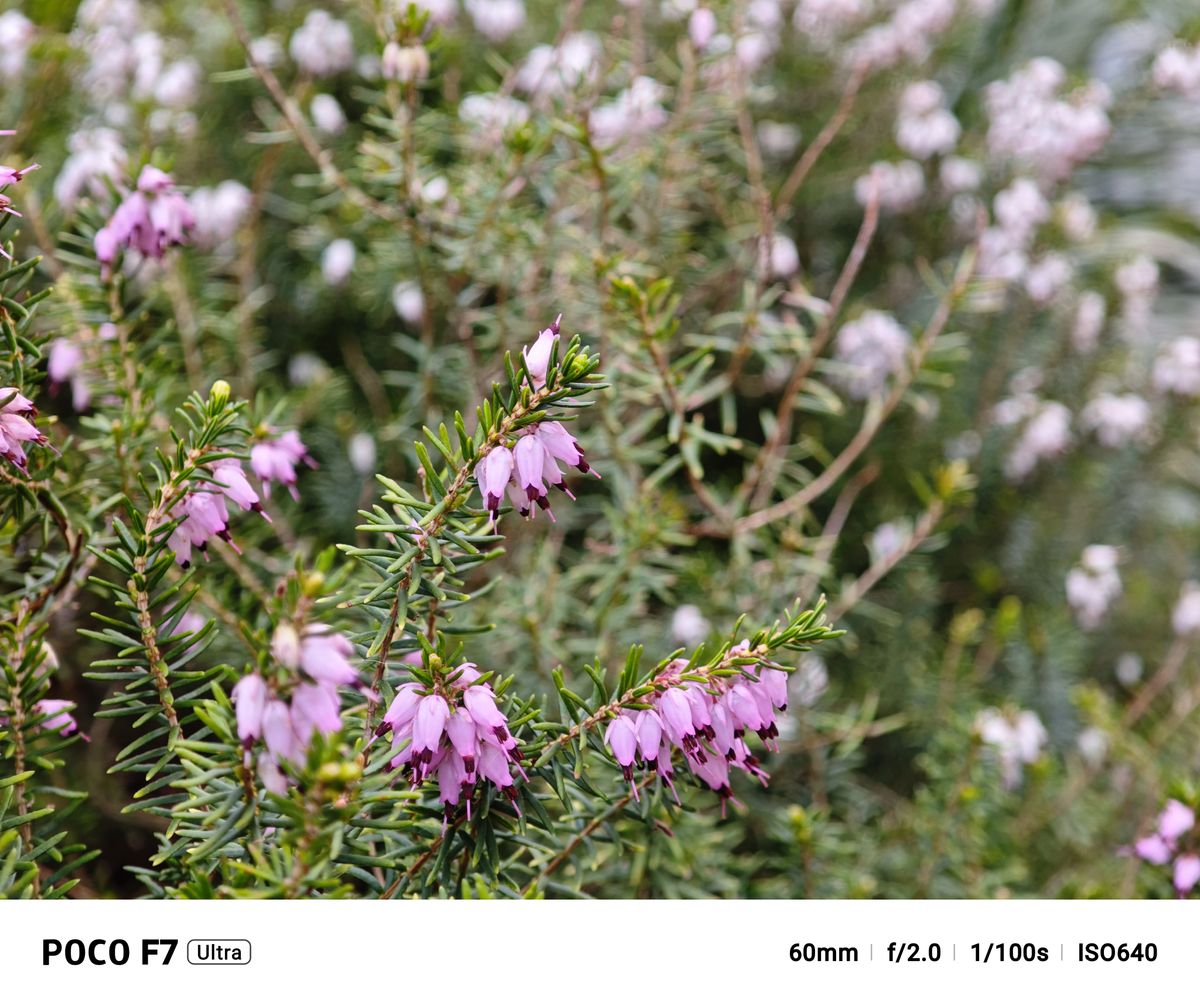 A photo captured on the Poco F7 Ultra