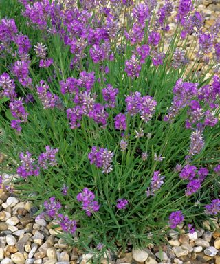 lavender Little Lady flowering in gravel garden