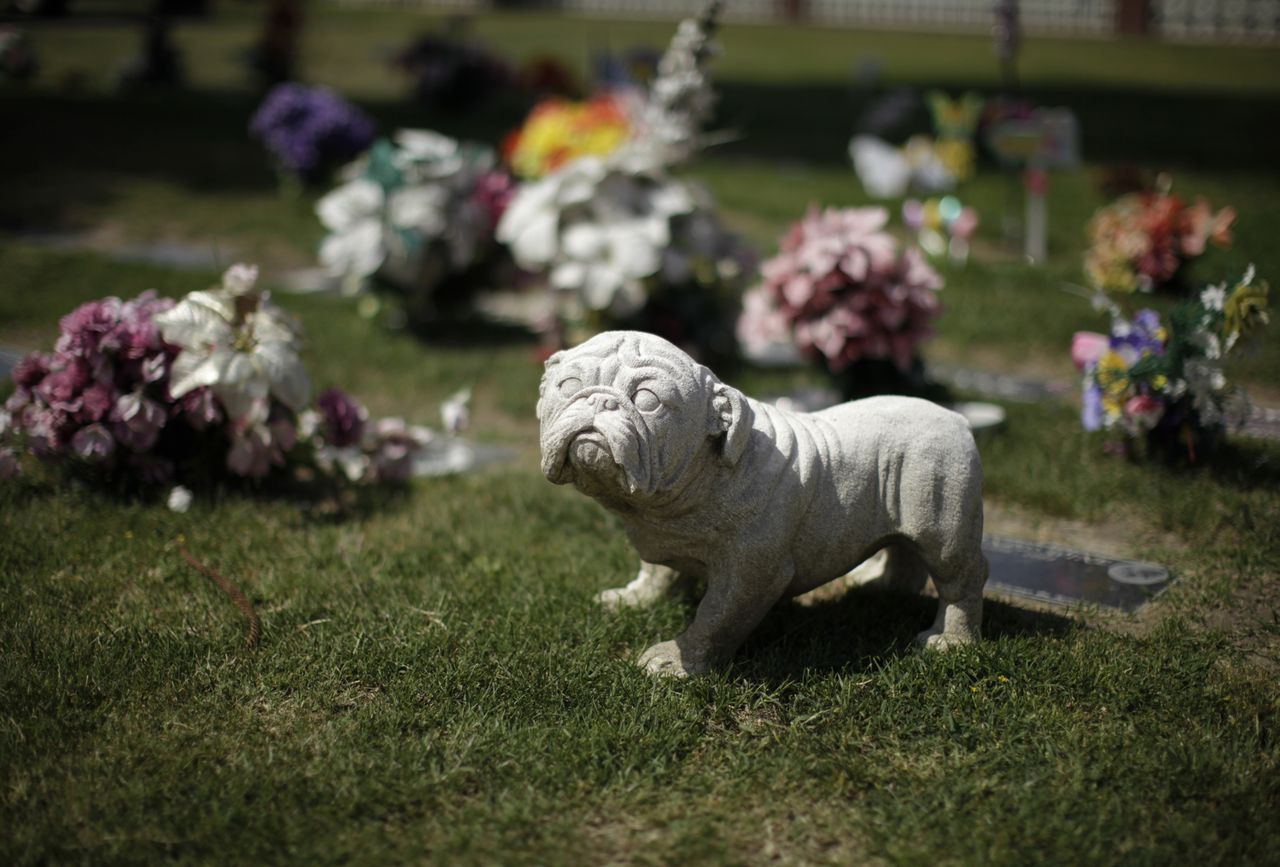 Pet cemetery