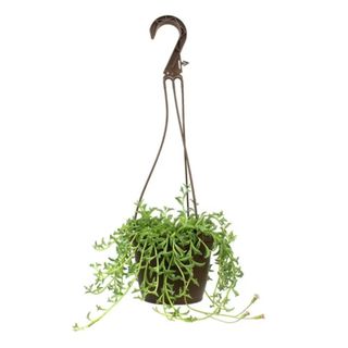 A green hanging peregrinus plant in a brown pot with a hook