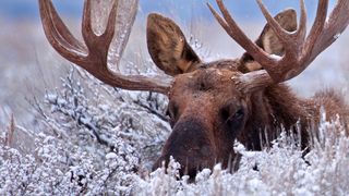 Moose partially hidden in snowy bushes