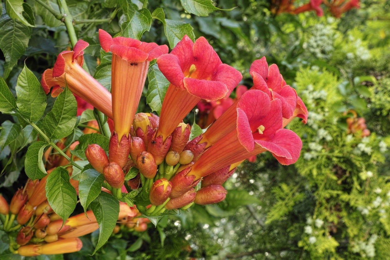 Red Perennial Vines