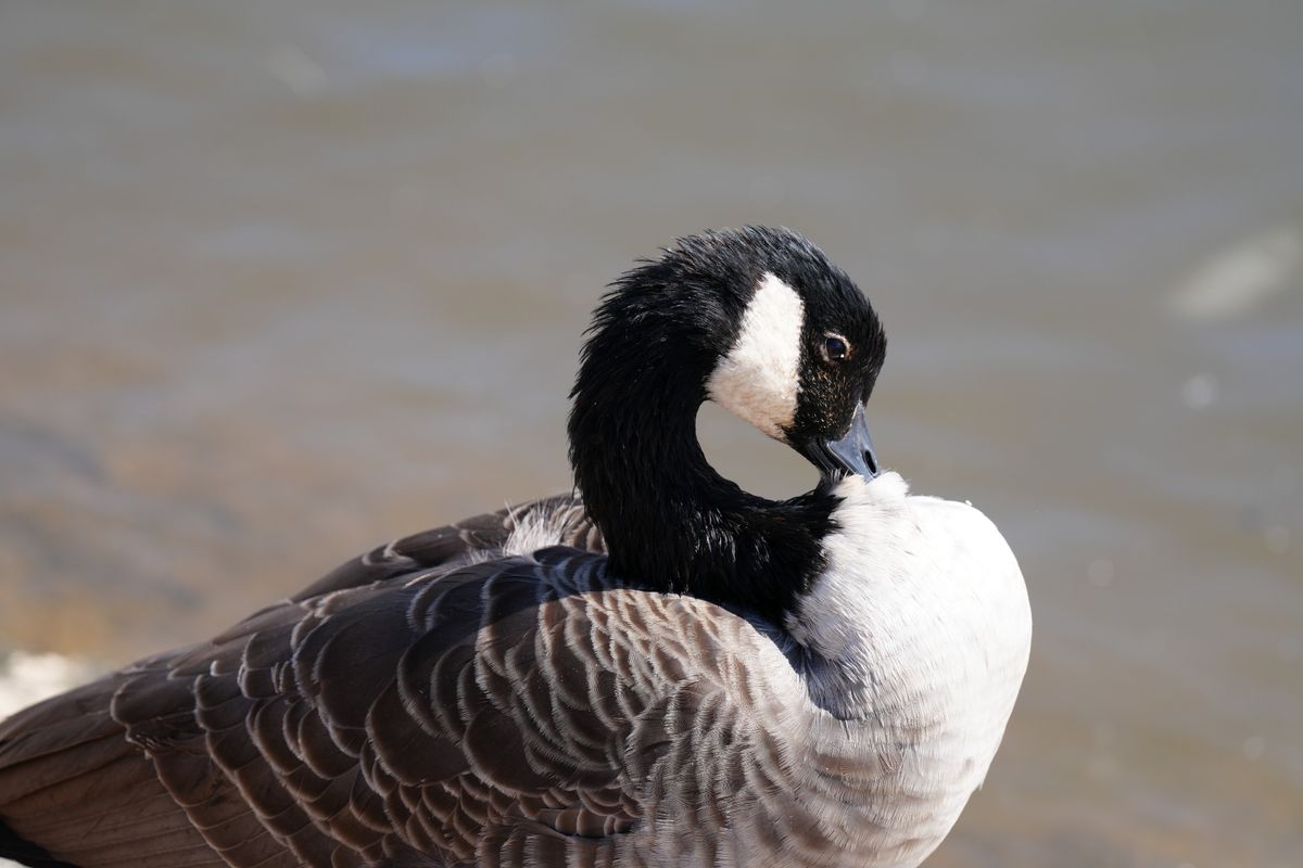Sony FE 400mm f/4.5 GM OSS sample image