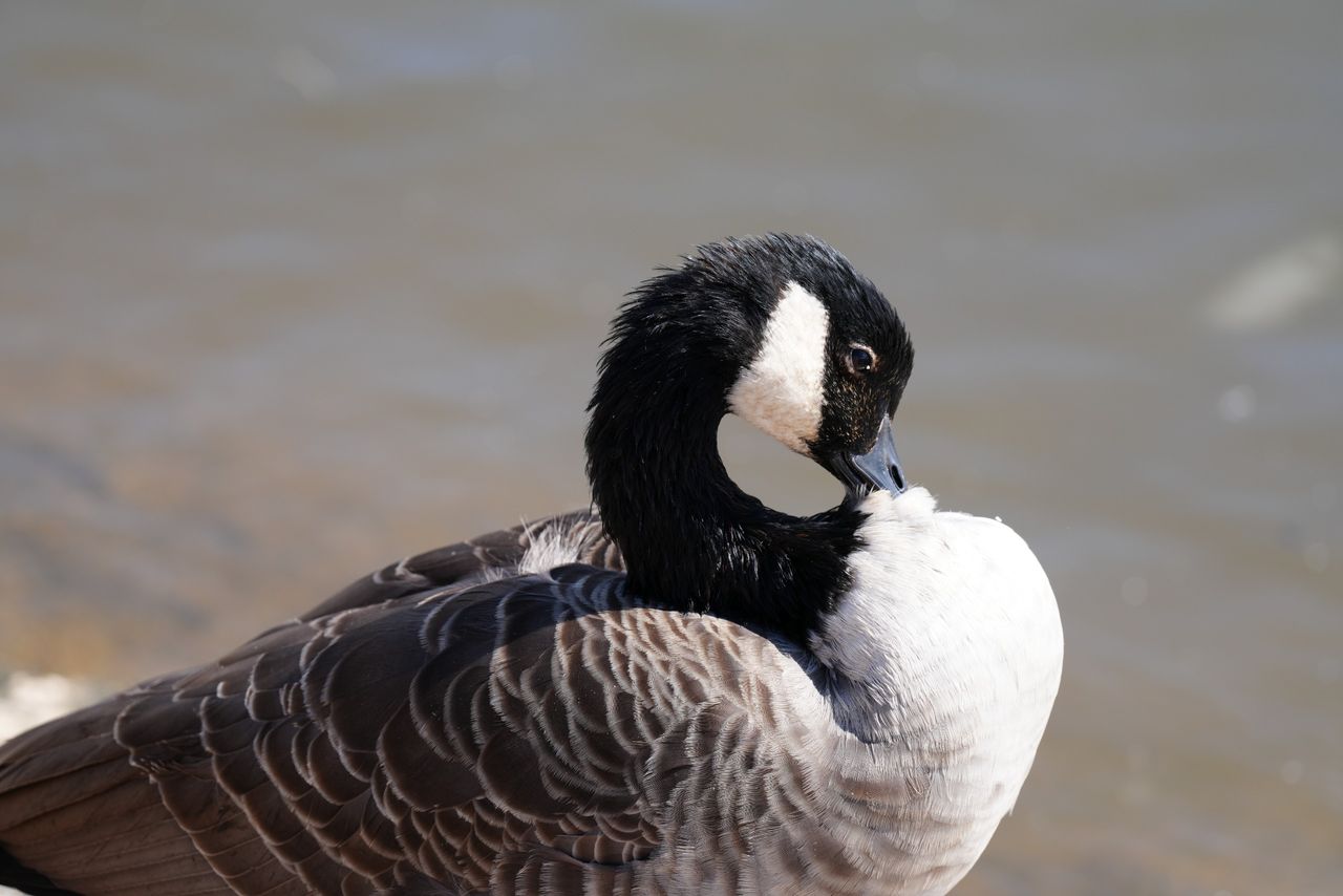Sony FE 400mm f/4.5 GM OSS sample image