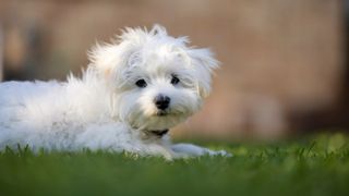 White maltipoo lying on the grass