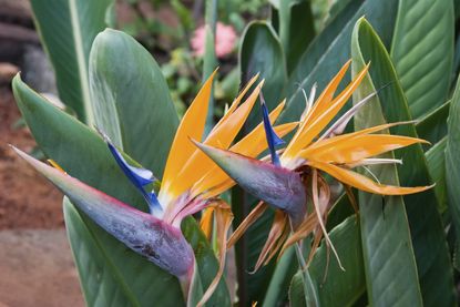 Bird Of Paradise Plant Growing Outside