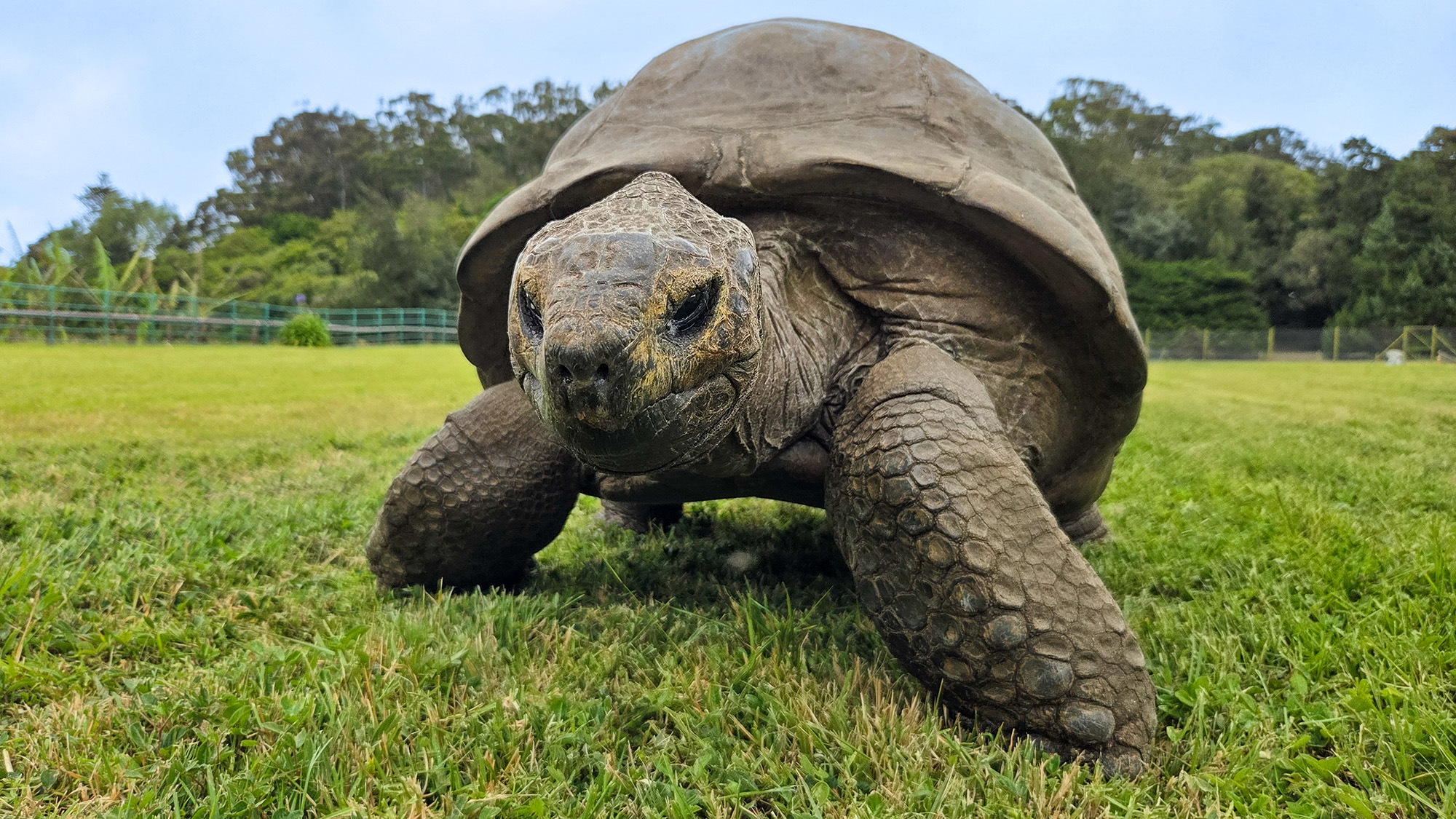 A close up of a large tortoise standing on grass.