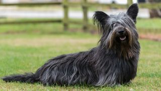 Skye terrier on a lawn