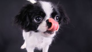 Japanese Chin with its tongue out