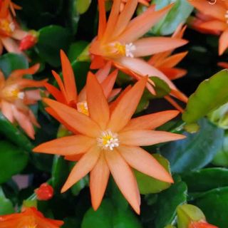 orange easter cactus