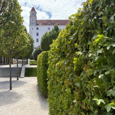 Field maple (Acer campestre) hedging in Bratislava Castle's Baroque Gardens