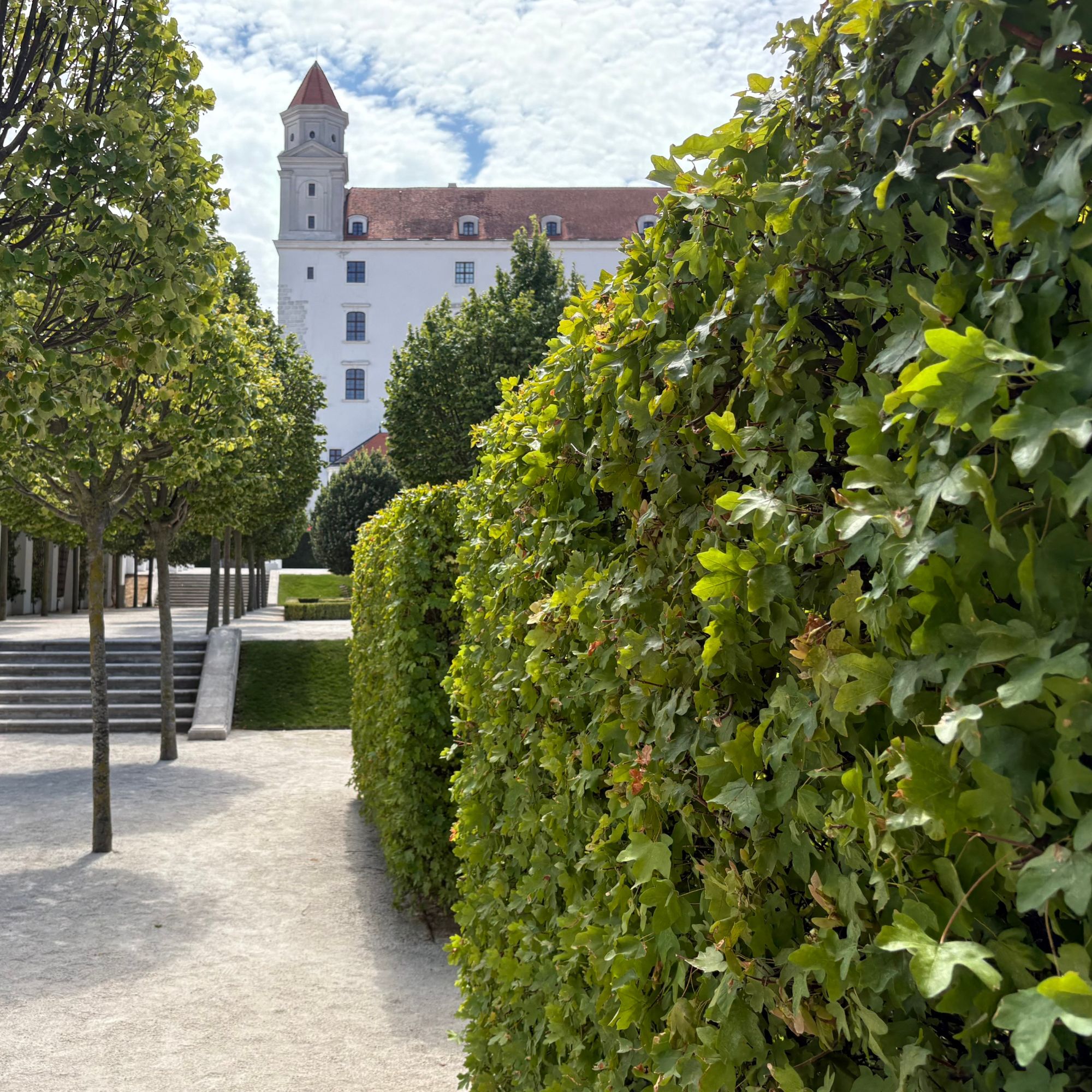 Field maple (Acer campestre) hedging in Bratislava Castle's Baroque Gardens