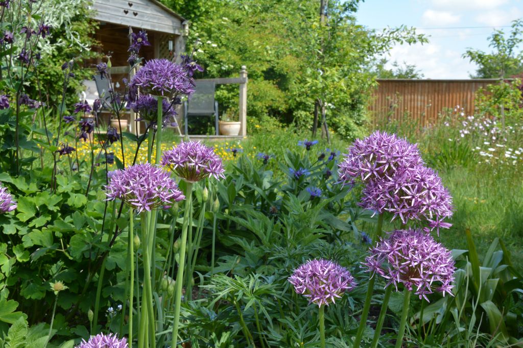 How to plant allium bulbs add eyecatching structure to your borders