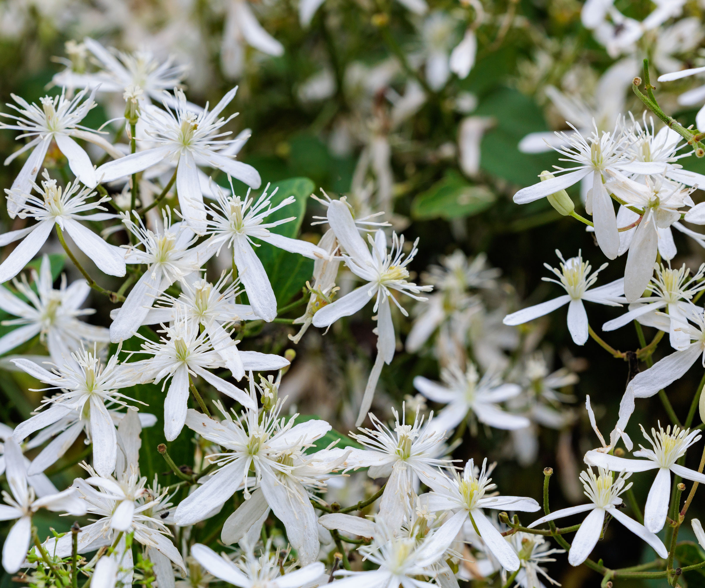 sweet autumn clematis plant with white flowers