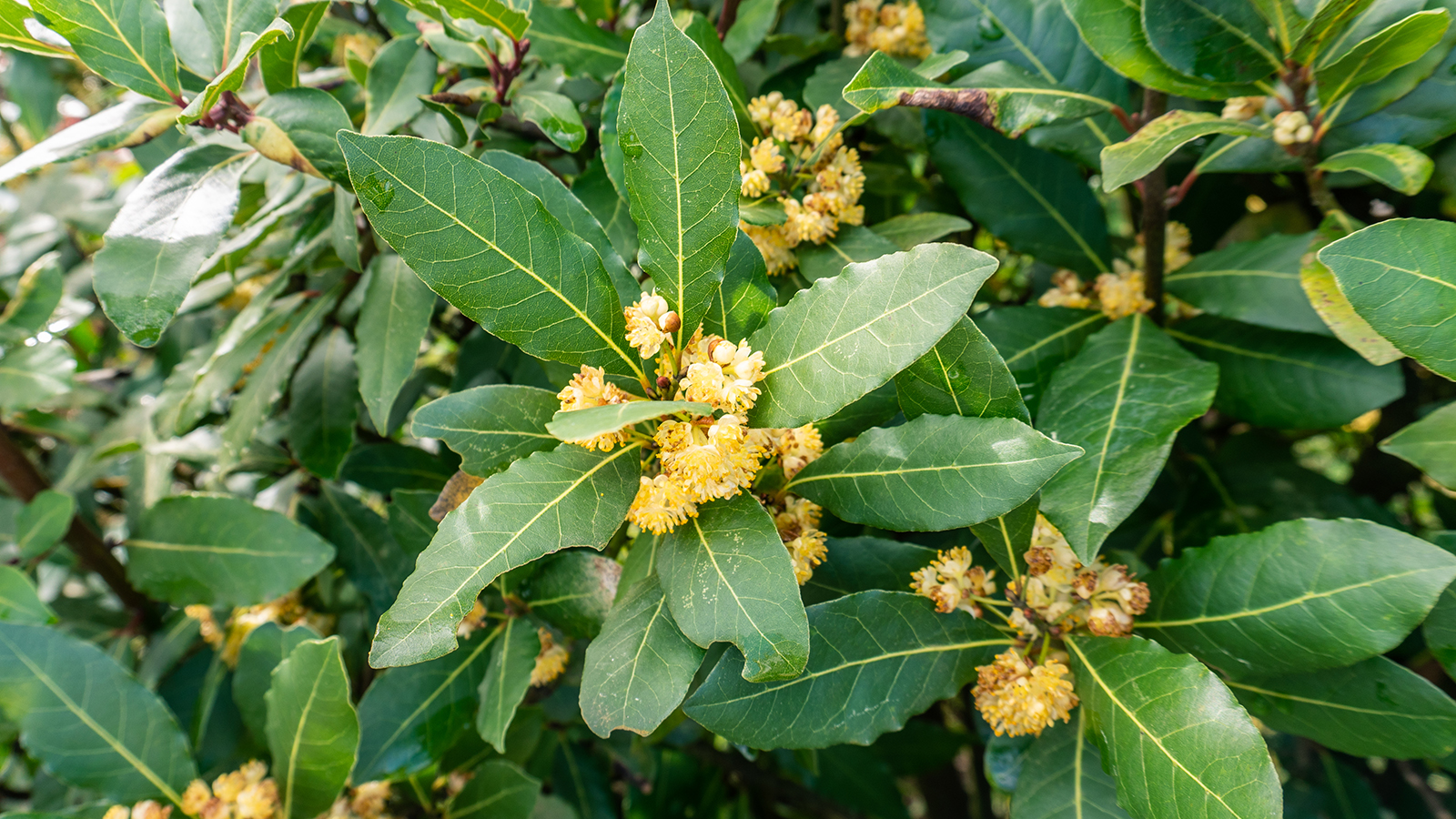 Sweet bay Laurus nobilis