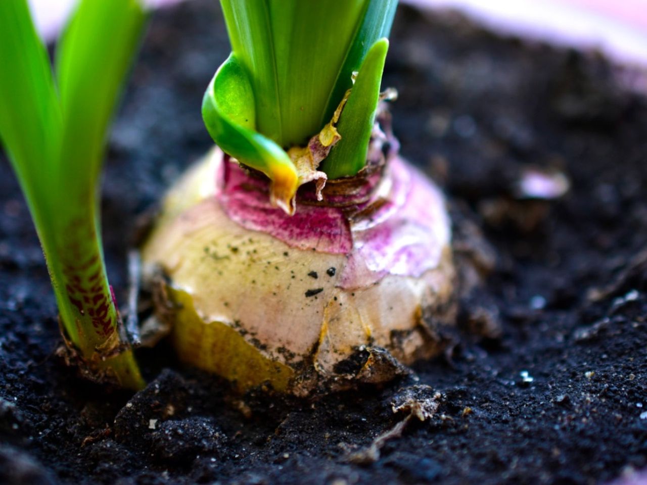 A Potted Bulb