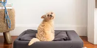Tuft &amp; Needle Dog Beds: was $120 now $108 @ T&amp;N
